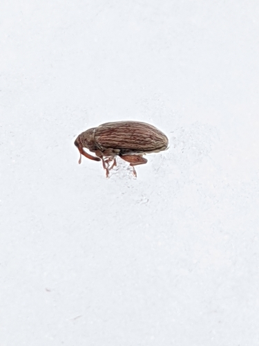 Jumping Weevil