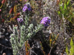 Amphithalea imbricata