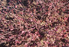 Thamnosma texana