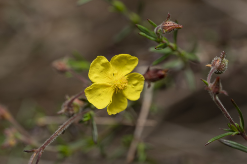 Fumana laevis, photograph 6