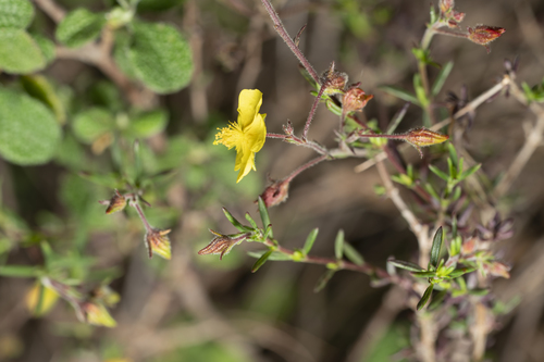Image of Fumana laevis by (c) Eleftherios Katsillis, some rights reserved (CC BY)