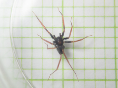 Phrurolithidae