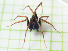 Phrurolithidae