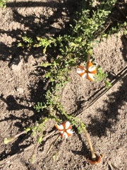 Jamesbrittenia albomarginata