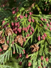 Chamaecyparis lawsoniana