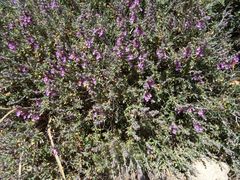 Teucrium subspinosum