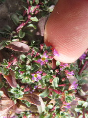 Lythrum tribracteatum