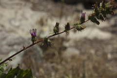 Arctium umbrosum