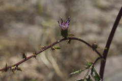 Arctium umbrosum