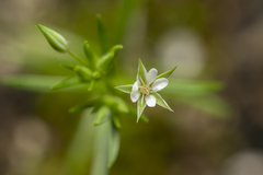 Sabulina tenuifolia