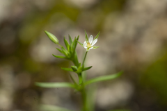 Sabulina tenuifolia