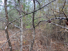 Disholcaspis spongiosa