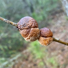 Disholcaspis spongiosa