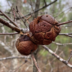 Disholcaspis spongiosa