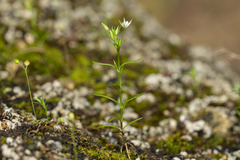 Sabulina tenuifolia