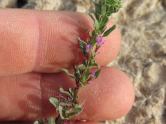 Lythrum tribracteatum