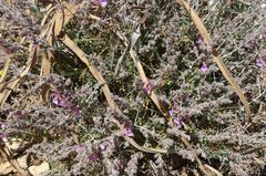 Teucrium subspinosum