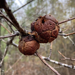 Disholcaspis spongiosa