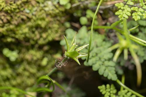 Image of Gagea peduncularis by (c) Eleftherios Katsillis, some rights reserved (CC BY)