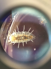 Actaecia thomsoni