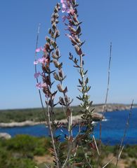 Teucrium subspinosum