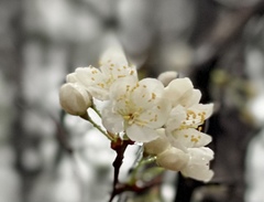 Crataegus stenosepala