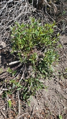 Frangula californica californica