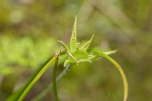 Image of Gagea peduncularis by (c) Eleftherios Katsillis, some rights reserved (CC BY)