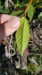 Frangula californica californica