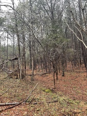 Crataegus stenosepala