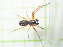 Prosoponoides sinense