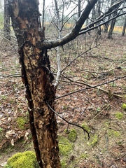 Crataegus stenosepala