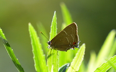 Parrhasius moctezuma