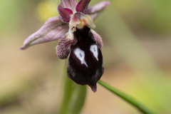 Ophrys reinholdii