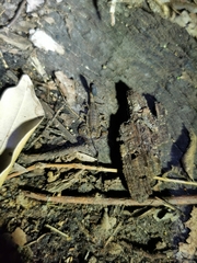 Tityus mattogrossensis