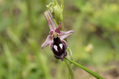 Ophrys reinholdii