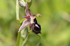 Ophrys reinholdii