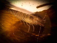 Crangon franciscorum