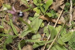 Ophrys reinholdii
