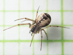 Prosoponoides sinense