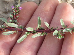 Lythrum tribracteatum