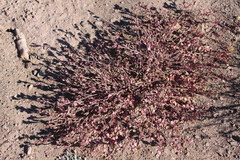 Thamnosma texana