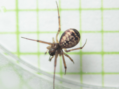 Prosoponoides sinense