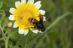 Dasyscolia ciliata