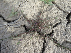 Lythrum tribracteatum