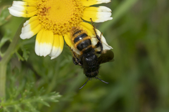 Dasyscolia ciliata