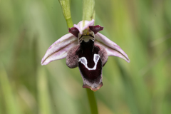 Ophrys reinholdii