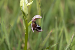 Ophrys reinholdii