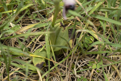 Ophrys reinholdii
