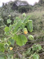 Abutilon grandiflorum